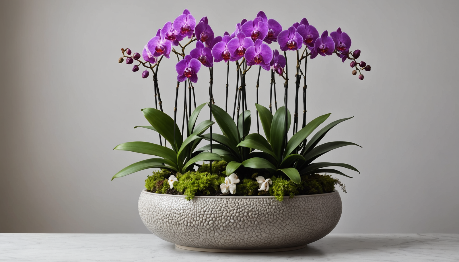 découvrez le grand pot pour orchidées, la solution parfaite pour cultiver plusieurs variétés ensemble avec style et facilité. optimisez l'espace et offrez à vos orchidées un habitat idéal pour s'épanouir.
