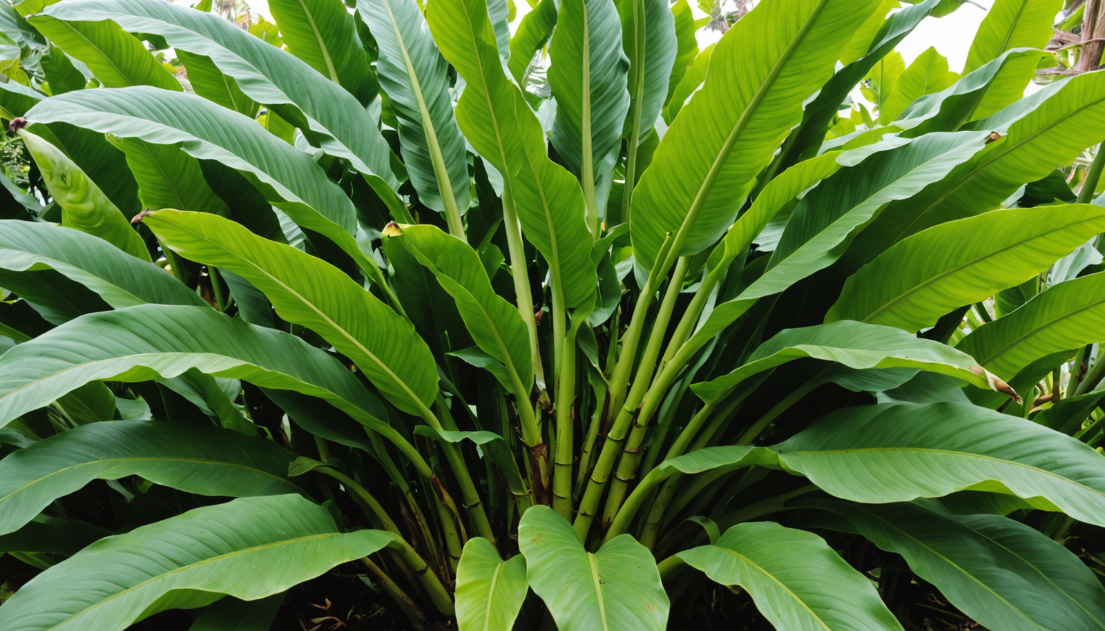 découvrez notre guide complet 2025 pour réussir la pousse de bananier chez vous : conseils pratiques, astuces de culture et entretien pour un bananier en pleine santé.