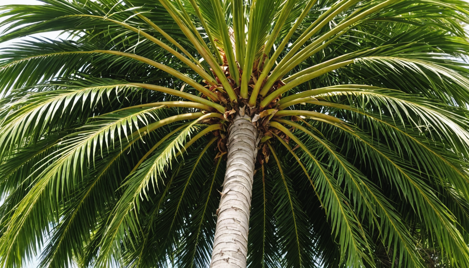 découvrez comment poussent et s'étendent les racines des palmiers, leur importance pour la stabilité et la nutrition de ces arbres tropicaux.