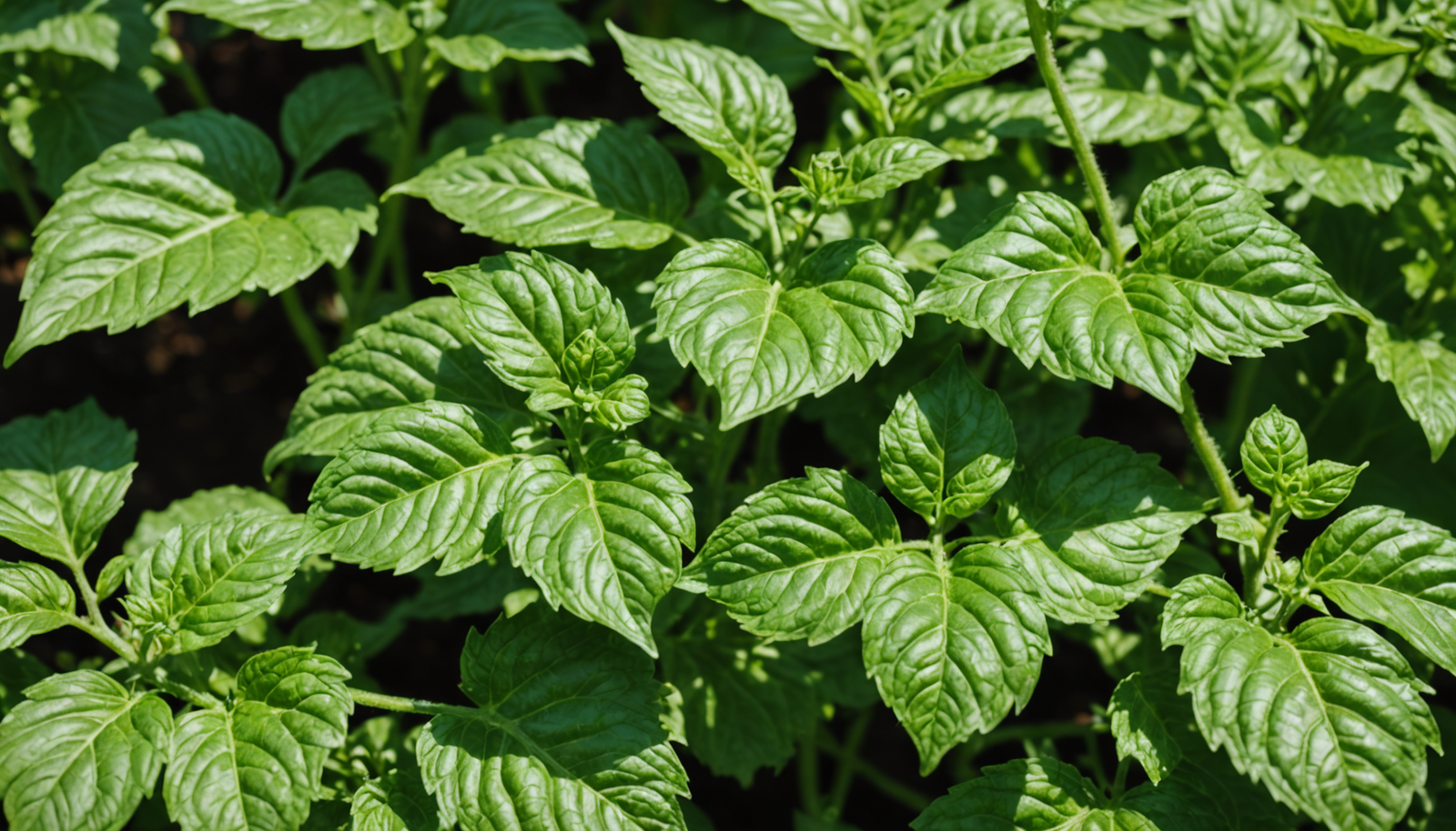 découvrez les causes des taches blanches sur les feuilles de tomate après un coup de soleil et apprenez des solutions efficaces pour protéger et soigner vos plants.