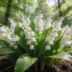 Pourquoi mon muguet ne fleurit pas : causes et solutions pour des floraisons réussies